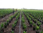 Drip Tape (For Drip Irrigation | Rubber Material) - Image 4