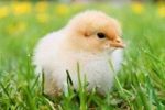 Commercial Day-Old Kuroiler Chicks (Grinphield Brand) - Image 4
