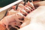Lactating Sow Feed (25kg | 50kg | Terratiga Brand) - Image 3