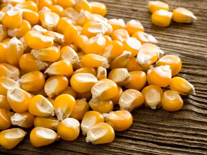 maize-seeds-1535013581-4222508.jpeg Sammaz Maize Seeds (Premium Varieties | 5kg | Sammaz 75T | Sammaz 74 | Sammaz 52Tela - Image 1