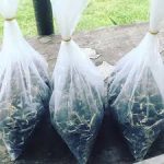 Hybrid Supergene Sprouted Seeds (Oil Palm Nuts | Pack of 500) - Image 3
