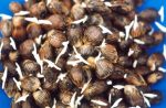 Hybrid Supergene Sprouted Seeds (Oil Palm Nuts | Pack of 500) - Image 4