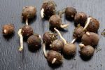 Hybrid Supergene Sprouted Seeds (Oil Palm Nuts | Pack of 500)