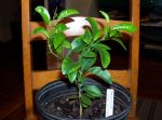 Budded Orange Seedlings (7-9 Months)