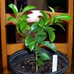 Orange Seedlings (Tangelo | Tangerine)