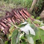 Buy High-Quality Plantain Suckers l Afrimash | Elephant Giant/ Cameroonian Plantain