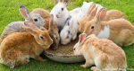 Bella Rabbit Feed (Weaners and Breeders) 25kg - Image 3