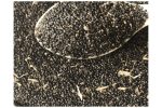 Soko Vegetable Seed | per 50gram