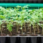 Seed Trays (Plastic Nursery Sprouter Tray) - Image 5