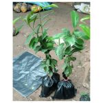 Soursop Seedling