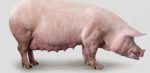 Gestating Sow Feed (25kg | 50kg | Terratiga Brand) - Image 3
