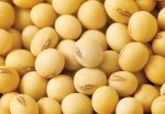 Soybean Seeds (Premium Varieties | 5kg Bags) - Image 2
