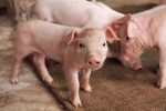 Starter Pig Feed (25kg | 50kg | Terratiga Brand) - Image 4