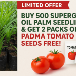 Special Offer: Buy 500 Supergene (Malaysian Dwarf) Oil Palm Seedlings & Get 2 Padma Tomato Seeds Free!