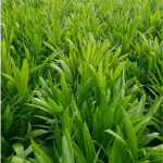 Supergene seedling (Malaysian Dwarf Oilpalm)