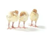 Foreign Turkey Poults – 30Pcs Per Carton (Full Carton | Half Carton | One-Sixth Carton)