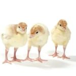 Foreign Turkey Poults – 30Pcs Per Carton (Full Carton | Half Carton | One-Sixth Carton)